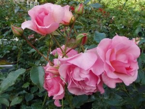 THE MCCARTNEY ROSE (hybrid tea)